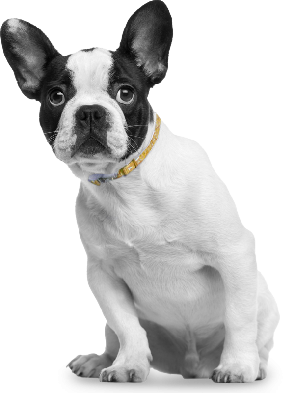 white dog with black ears and yellow collar